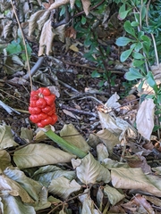 Arum cylindraceum