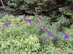 Aconitum napellus
