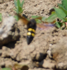 Megascolia maculata flavifrons