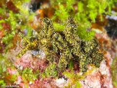 Elysia manriquei