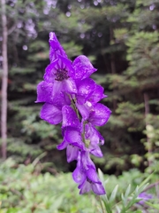 Aconitum napellus