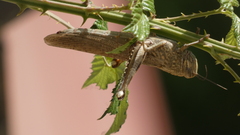 Anacridium aegyptium