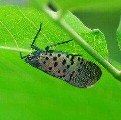 Lycorma delicatula