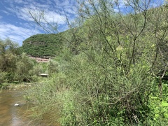 Parkinsonia aculeata