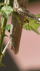 Anacridium aegyptium