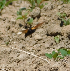 Megascolia maculata flavifrons