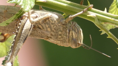 Anacridium aegyptium