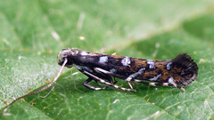 Parectopa ononidis