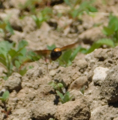 Megascolia maculata flavifrons