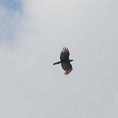 Pernis ptilorhynchus