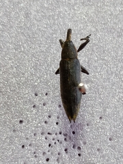 Lixus iridis