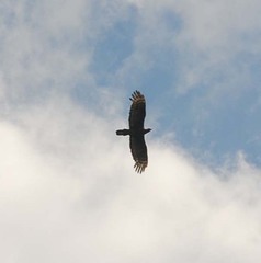 Pernis ptilorhynchus