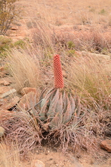 Aloe peglerae