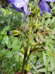 Aconitum napellus