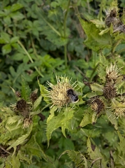 Bombus lapidarius