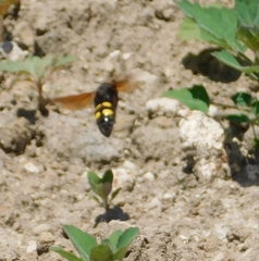 Megascolia maculata flavifrons