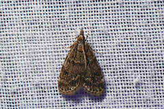 Scoparia penumbralis