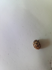 Tytthaspis sedecimpunctata