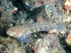 Vanneaugobius canariensis