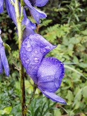 Aconitum napellus