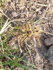 Polybetes pythagoricus