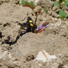 Megascolia maculata flavifrons