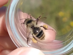 Bombus sylvarum