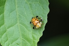 Aspidimorpha miliaris