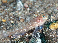 Vanneaugobius canariensis