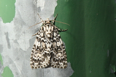 Acronicta fragilis