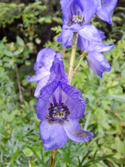 Aconitum napellus