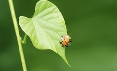 Aspidimorpha miliaris