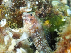 Parablennius goreensis