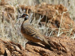 Geophaps plumifera leucogaster