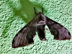 Sphingidae