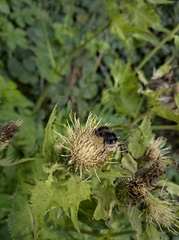Bombus lapidarius