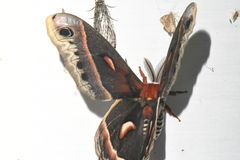 Hyalophora cecropia