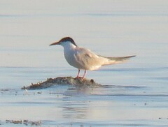 Sterna hirundo
