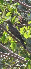 Cuculus canorus