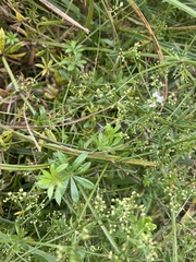 Galium rivale
