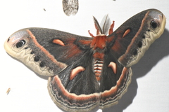 Hyalophora cecropia