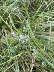 Galium rivale