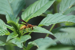 Polistes aurifer