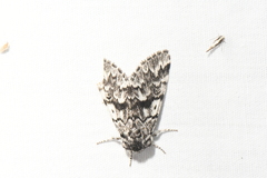 Panthea acronyctoides