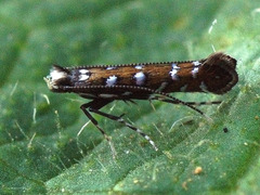 Parectopa ononidis