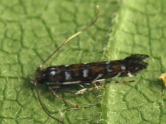 Parectopa ononidis