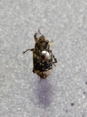 Cryptorhynchus lapathi