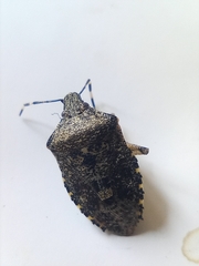 Rhaphigaster nebulosa