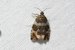 Olethreutes valdanum