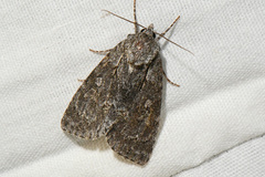 Acronicta